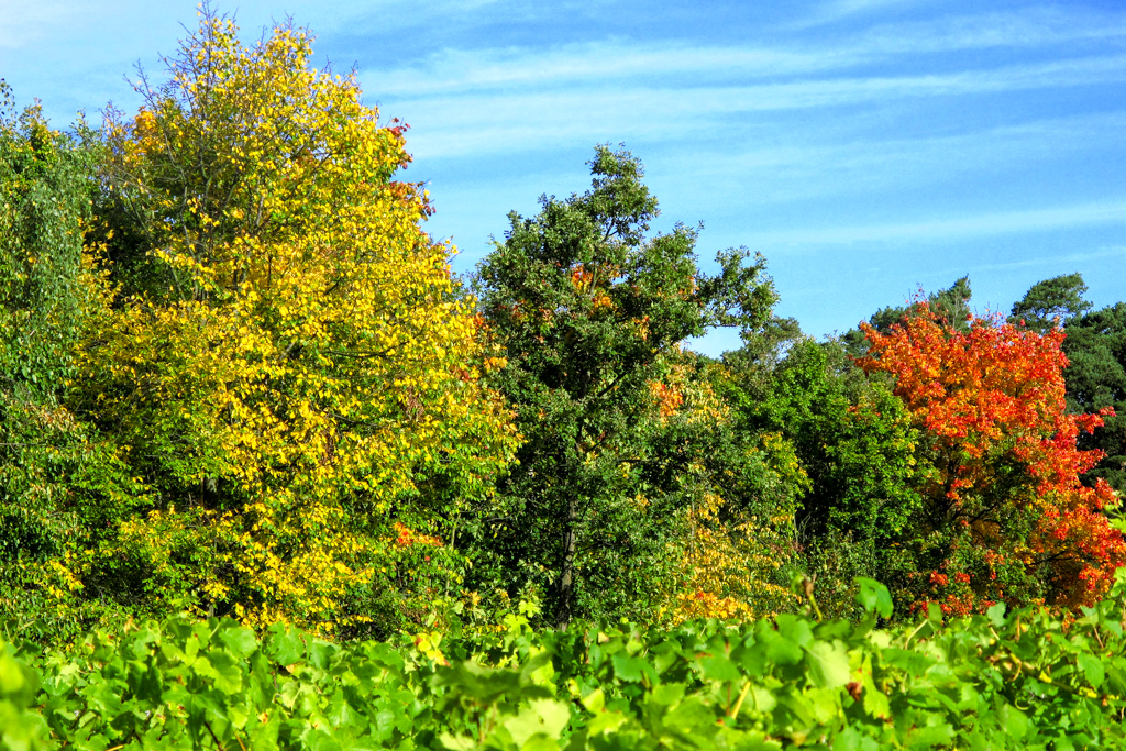 Wutschenberg in Herbstfarben